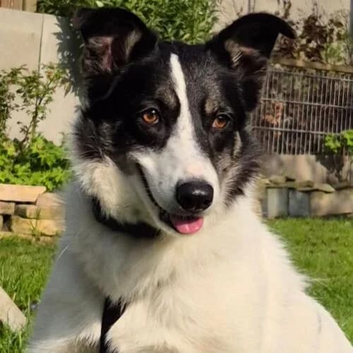 May, female young Mixed Breed for adoption at Viva la Hund, Nettersheim