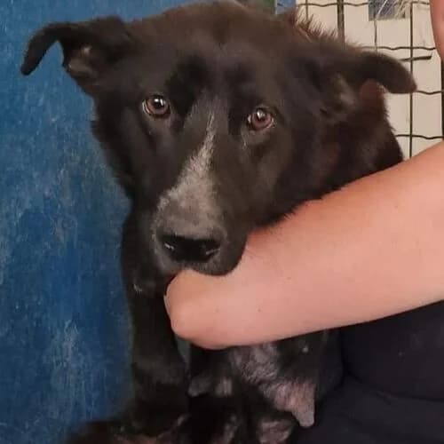 Maya, female Mixed Breed for adoption at Viva la Hund, Nettersheim