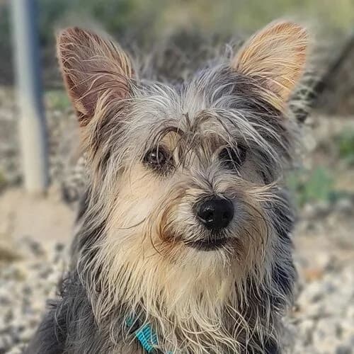 Meeko, male young Yorkshire Terrier for adoption at Viva la Hund, Nettersheim