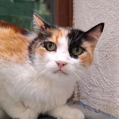 Merida, senior European Shorthair for adoption at Viva la Hund, Nettersheim