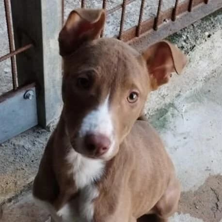 Milka, female puppy Mixed Breed for adoption at Viva la Hund, Nettersheim