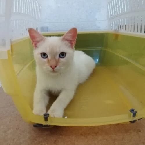 Moira,  European Shorthair for adoption at Viva la Hund, Nettersheim