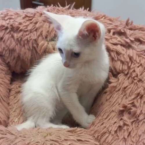 Monday,  puppy European Shorthair for adoption at Viva la Hund, Nettersheim