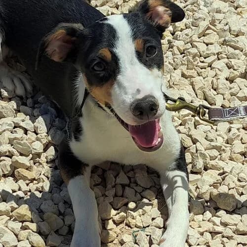 Moni, female Mixed Breed for adoption at Viva la Hund, Nettersheim