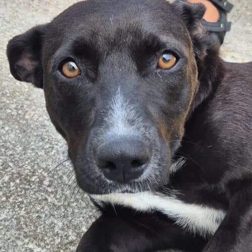Mousse, female Mixed Breed for adoption at Viva la Hund, Nettersheim