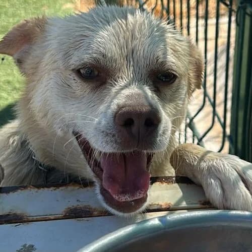 Mozart, male Mixed Breed for adoption at Viva la Hund, Nettersheim