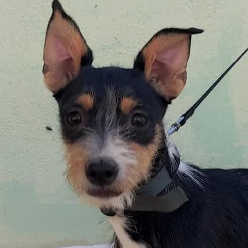 Mulai, female young Mixed Breed for adoption at Viva la Hund, Nettersheim