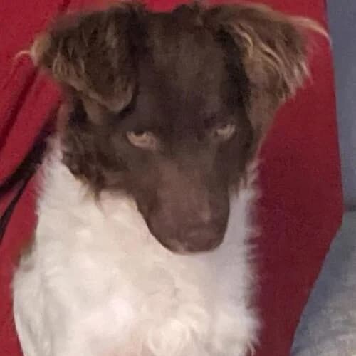 Nanouk, male young Mixed Breed for adoption at Viva la Hund, Nettersheim