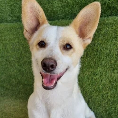 Neco, male young Mixed Breed for adoption at Viva la Hund, Nettersheim