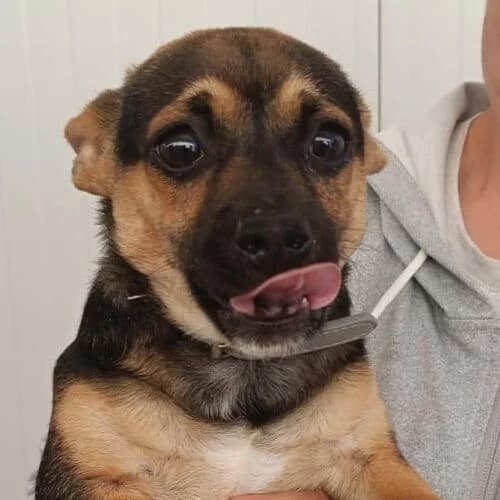 Nemo, male young Mixed Breed for adoption at Viva la Hund, Nettersheim