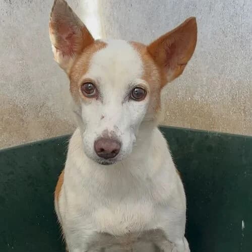 Nina, female senior Mixed Breed for adoption at Viva la Hund, Nettersheim