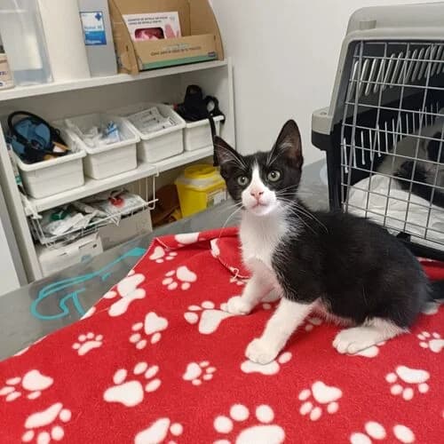 Oreo,  puppy European Shorthair for adoption at Viva la Hund, Nettersheim