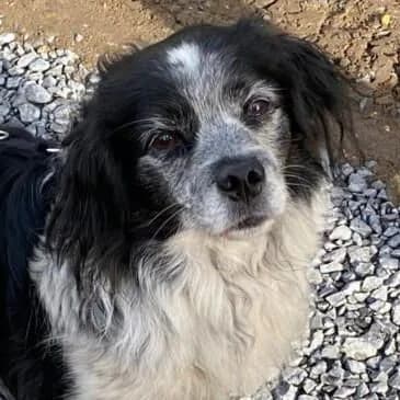 Oso, male senior Mixed Breed for adoption at Viva la Hund, Nettersheim