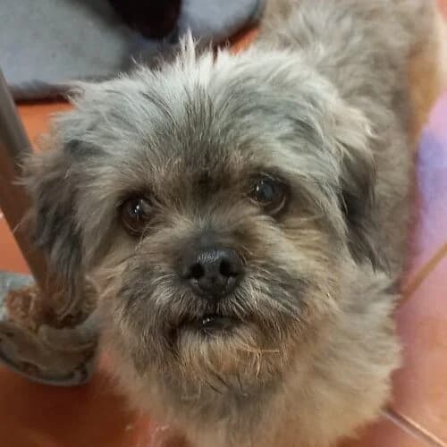 Peque, Shih Tzu (Viva la Hund)