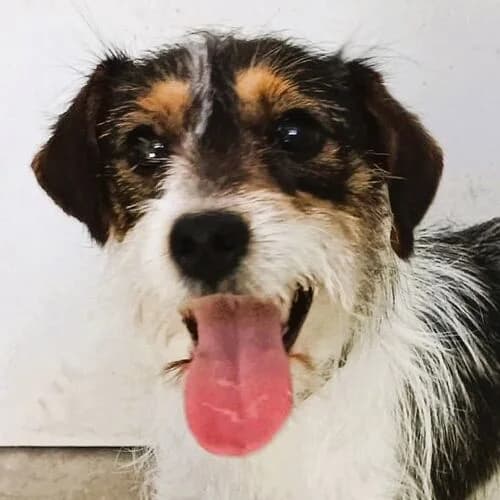 Perla, female young Mixed Breed for adoption at Viva la Hund, Nettersheim