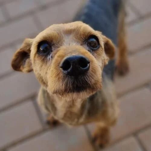 Piglet, male 6yo Mixed Breed for adoption at Viva la Hund, Nettersheim