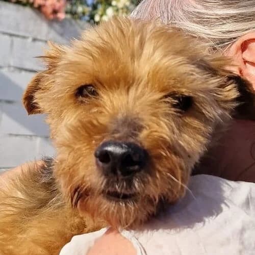 Piglet, male 6yo Yorkshire Terrier for adoption at Viva la Hund, Nettersheim