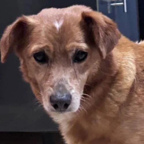 Pitoco, male 3yo Mixed Breed for adoption at Viva la Hund, Nettersheim
