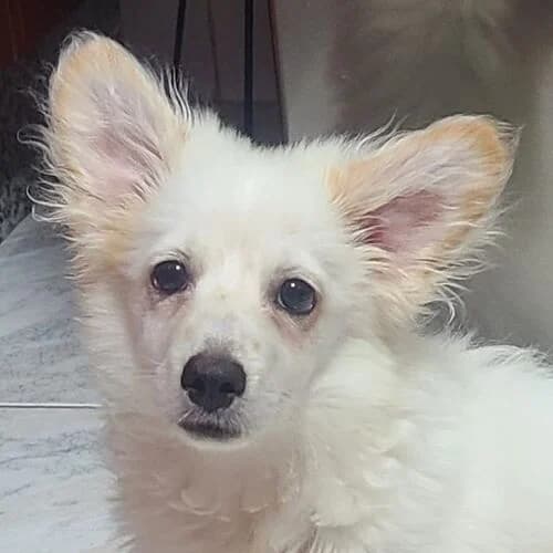 Puchi, male puppy Mixed Breed for adoption at Viva la Hund, Nettersheim