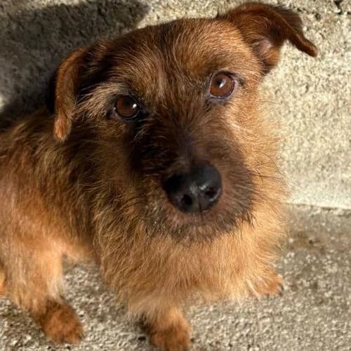 Pudim, male 4yo Mixed Breed for adoption at Viva la Hund, Nettersheim
