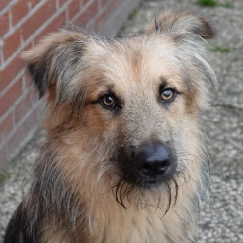 Quintus FREMDVEREIN, male 3yo Mixed Breed for adoption at Viva la Hund, Nettersheim