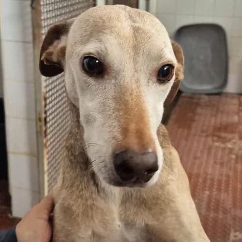 Radler, Mixed Breed (Viva la Hund)