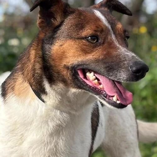 Ricky, male Mixed Breed for adoption at Viva la Hund, Nettersheim