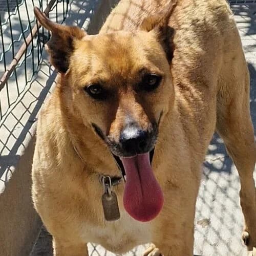 Rieke, female 5yo Mixed Breed for adoption at Viva la Hund, Nettersheim