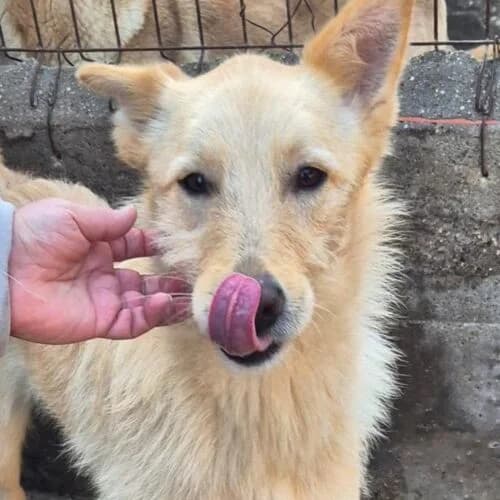 Rocky, male young Mixed Breed for adoption at Viva la Hund, Nettersheim