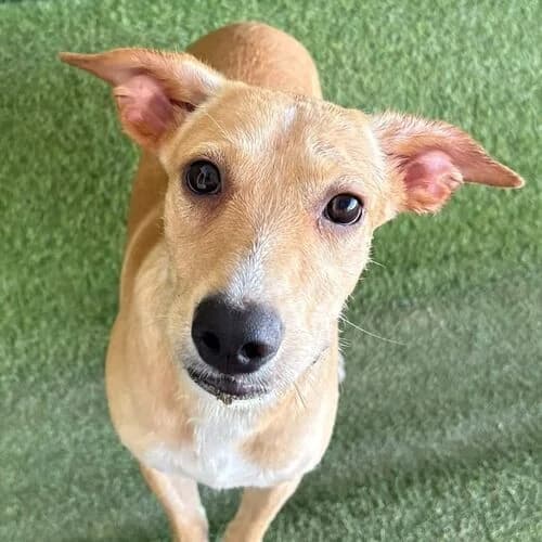 Roma, female puppy Mixed Breed for adoption at Viva la Hund, Nettersheim