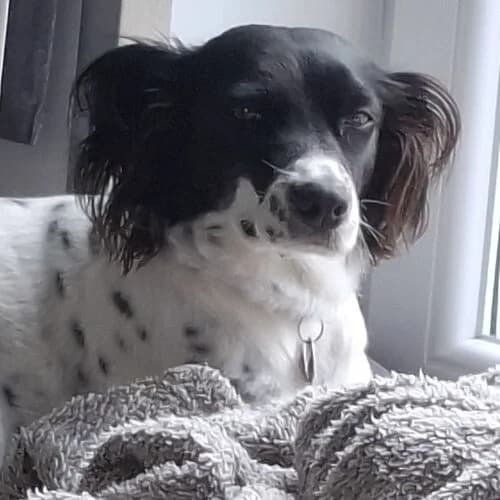 Sally, Mixed Breed (Viva la Hund)