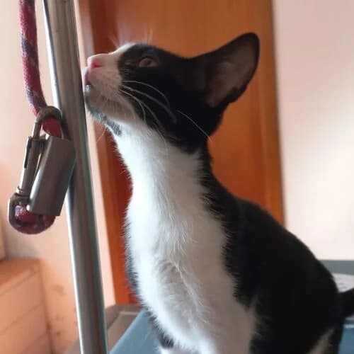 Saturday,  puppy European Shorthair for adoption at Viva la Hund, Nettersheim