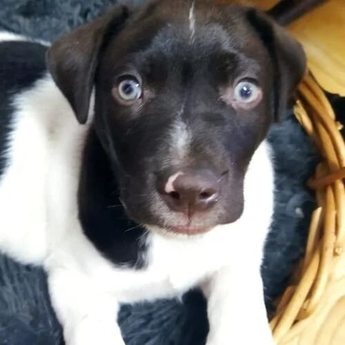 Scooby, male puppy Mixed Breed for adoption at Viva la Hund, Nettersheim