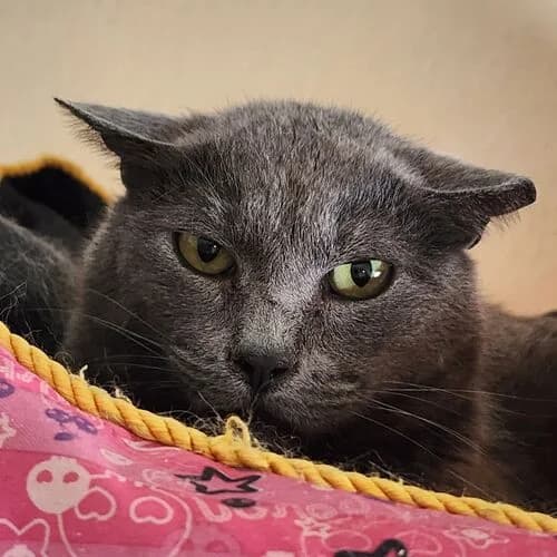 Sininho,  5yo European Shorthair for adoption at Viva la Hund, Nettersheim