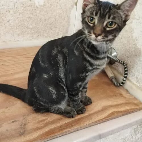 Smee,  European Shorthair for adoption at Viva la Hund, Nettersheim
