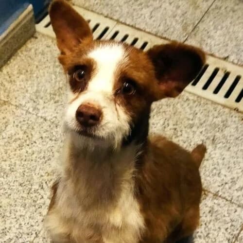Snorre, male Mixed Breed for adoption at Viva la Hund, Nettersheim