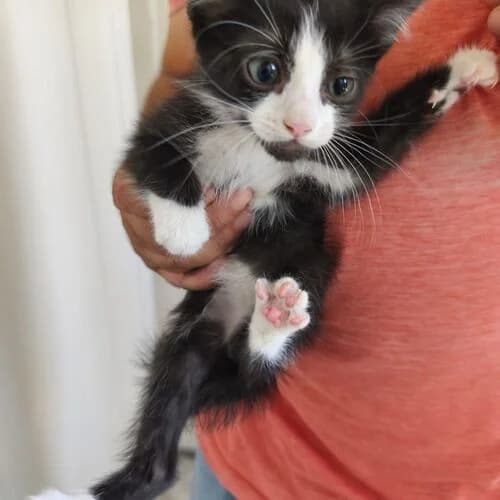 Socke,  European Shorthair for adoption at Viva la Hund, Nettersheim