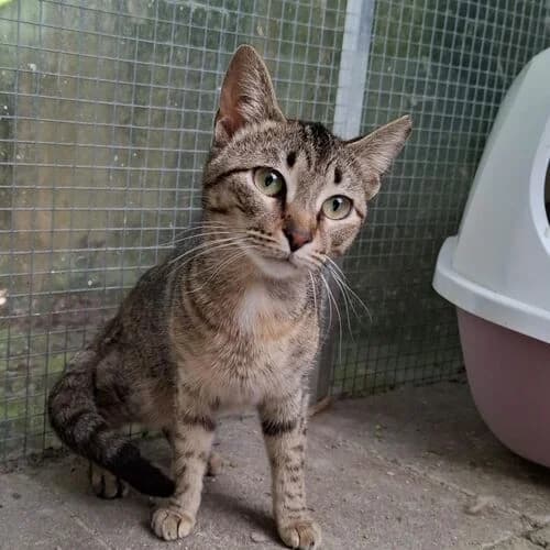 Sombra,  young European Shorthair for adoption at Viva la Hund, Nettersheim