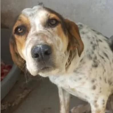 Stina, female Mixed Breed for adoption at Viva la Hund, Nettersheim