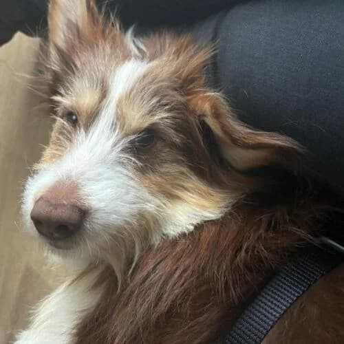 Stinker, male 5yo Mixed Breed for adoption at Viva la Hund, Nettersheim