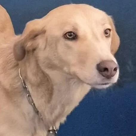 Sulki, female Mixed Breed for adoption at Viva la Hund, Nettersheim
