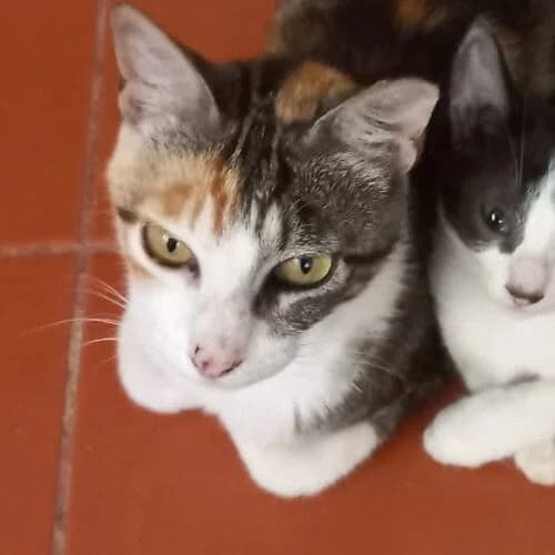 Sunday,  European Shorthair for adoption at Viva la Hund, Nettersheim