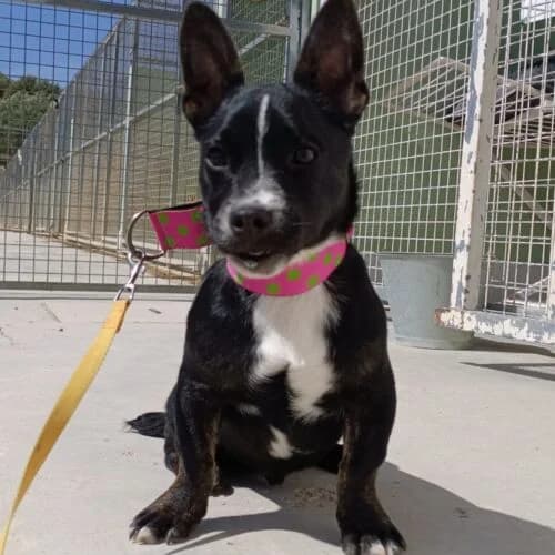 Tako, male young Mixed Breed for adoption at Viva la Hund, Nettersheim