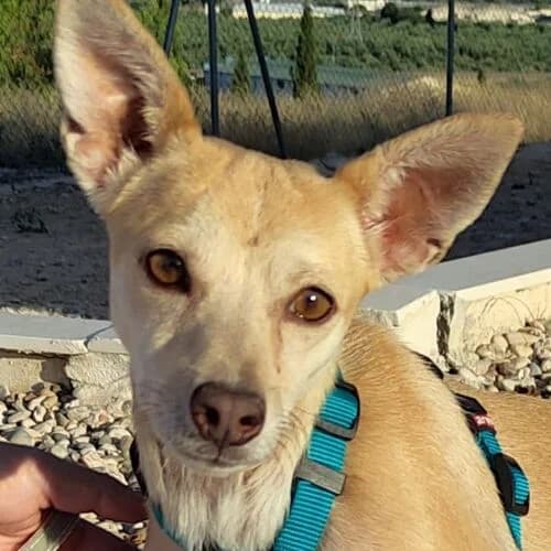 Tasha, female Mixed Breed for adoption at Viva la Hund, Nettersheim