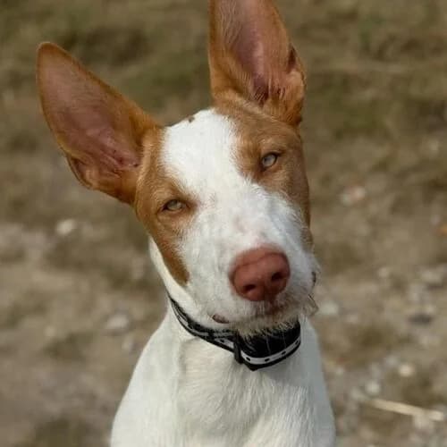 Thomas, male young Podenco for adoption at Viva la Hund, Nettersheim