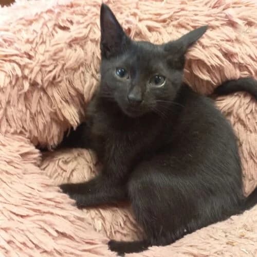 Thursday,  puppy European Shorthair for adoption at Viva la Hund, Nettersheim