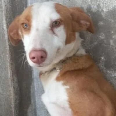 Tia, female young Mixed Breed for adoption at Viva la Hund, Nettersheim