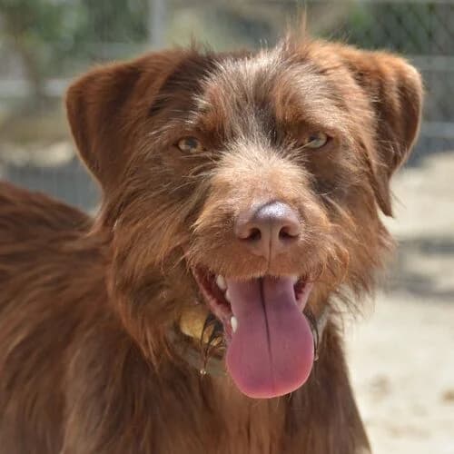 Tinto, Mixed Breed (Viva la Hund)