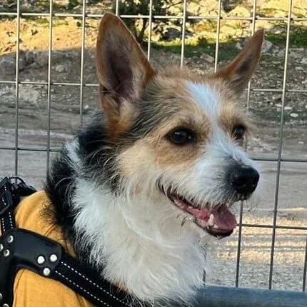 Toby, male 3yo Mixed Breed for adoption at Viva la Hund, Nettersheim