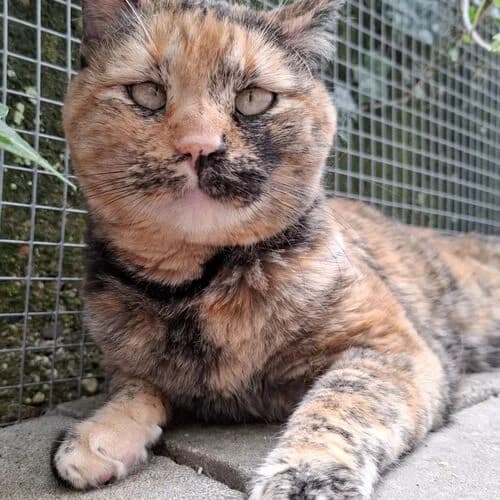 Trixie,  senior European Shorthair for adoption at Viva la Hund, Nettersheim